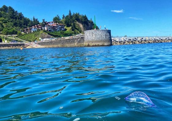 Un ejemplar de 'carabela portuguesa' en la costa de Mutriku.