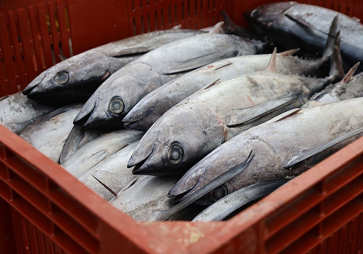 Bonito descargado durante esta costera en Hondarribia.