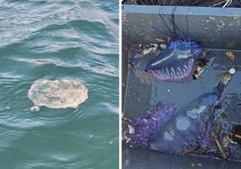 A la izquierda de la imagen, una de las 40 medusas retiradas en la zona de Ondarreta y, a la derecha, las tres 'carabelas portuguesas' que han aparecido en la zona del Aquarium.