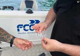 Las medusas transparentes recogidas en la bahía de La Concha.