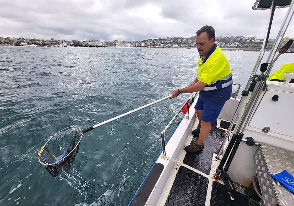 La embarcación de FCC retira un ejemplar de 'carabela portuguesa' en la bahía donostiarra.
