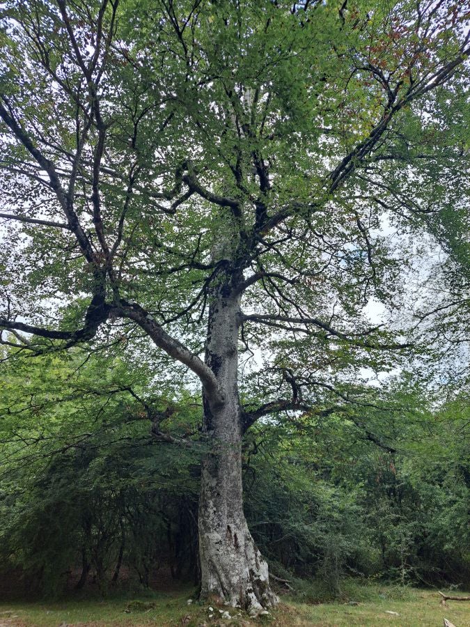 Bertzeta, espectaculares vistas al nacedero del Nervión