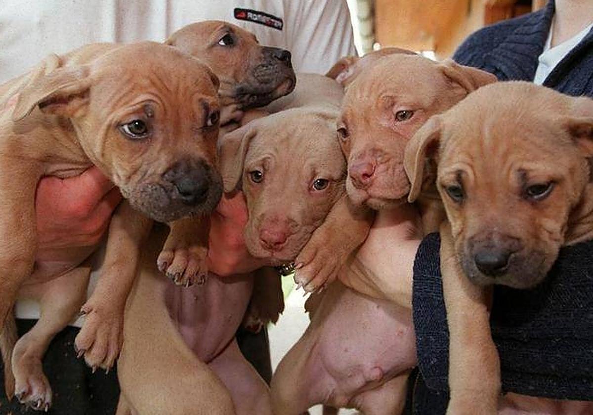 Imagen de archivo de una camada de perros