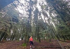Antes de alcanzar la cima de Urraki deberemos adentrarnos en un bosque de pinos y alerces.