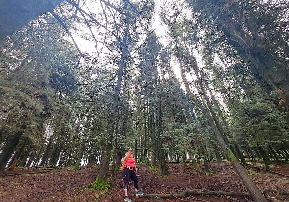 Antes de alcanzar la cima de Urraki deberemos adentrarnos en un bosque de pinos y alerces.