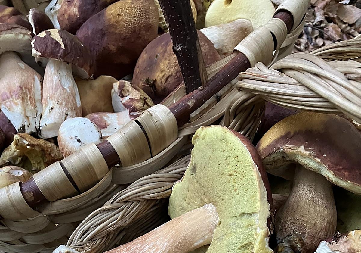 Cestas con hongos, aunque se recomienda ser respetuosos.