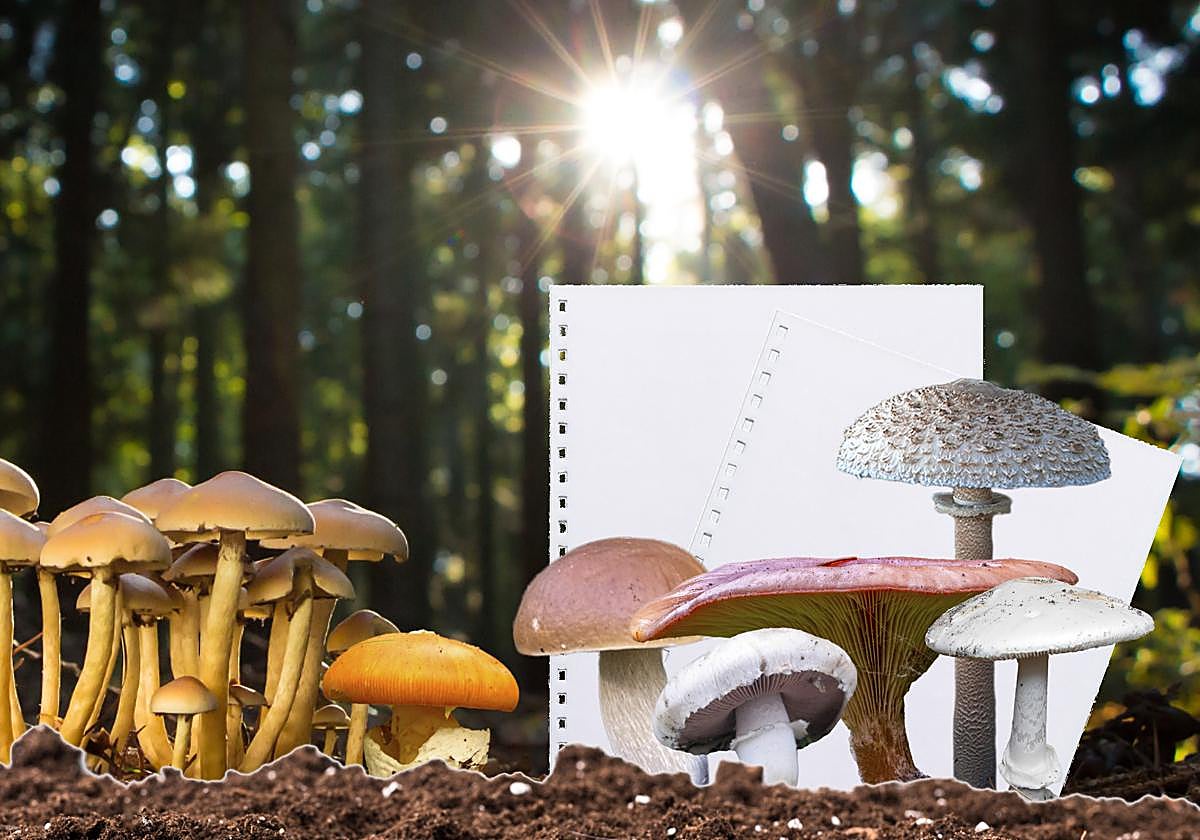 Guía práctica para recoger hongos en Euskadi