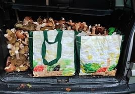 El maletero del hombre denunciado, a rebosar de hongos, este domingo en el Valle de Aezkoa.