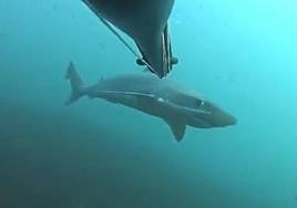 Un tiburón pasa cerca de un buceador en aguas de la costa guipuzcoana.