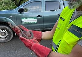 Un miembro de la Guardia Civil deja en su hábitat natural la víbora Seoane encontrada en Pasai San Pedro.