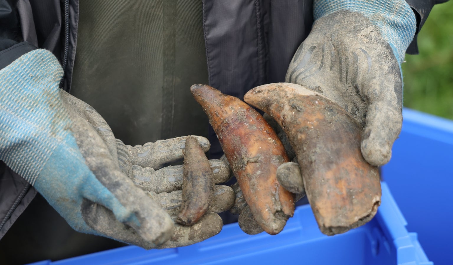 Desentierro del cachalote de Zarautz