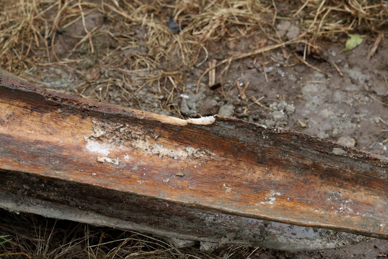 Desentierro del cachalote de Zarautz