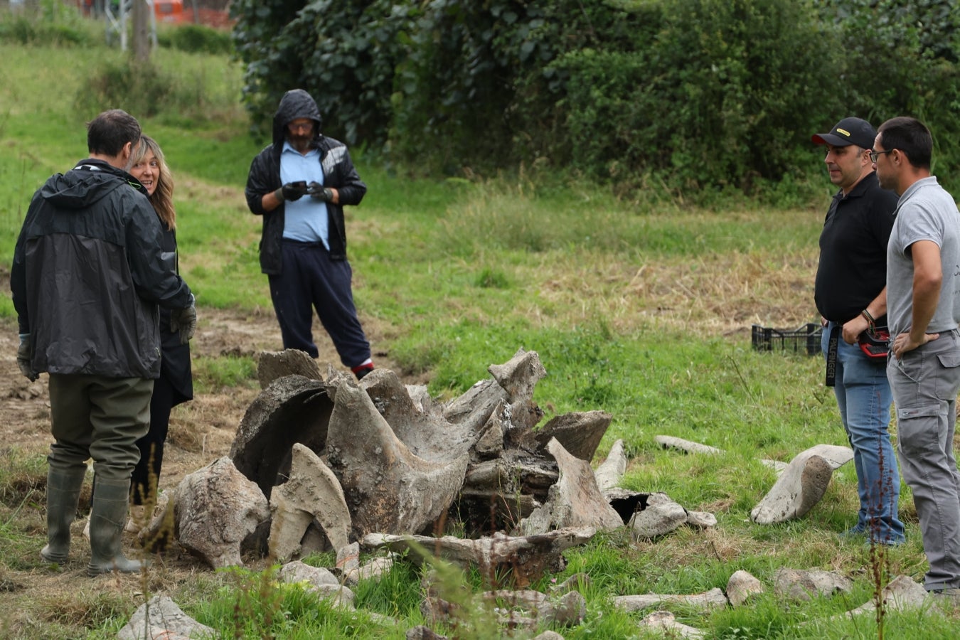 Desentierro del cachalote de Zarautz