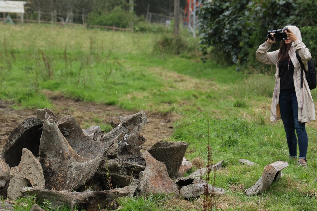 Desentierro del cachalote de Zarautz