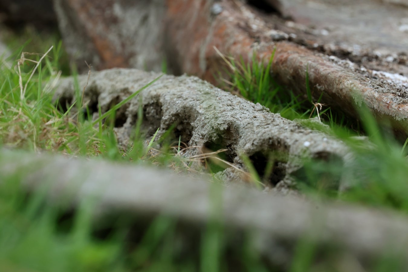 Desentierro del cachalote de Zarautz