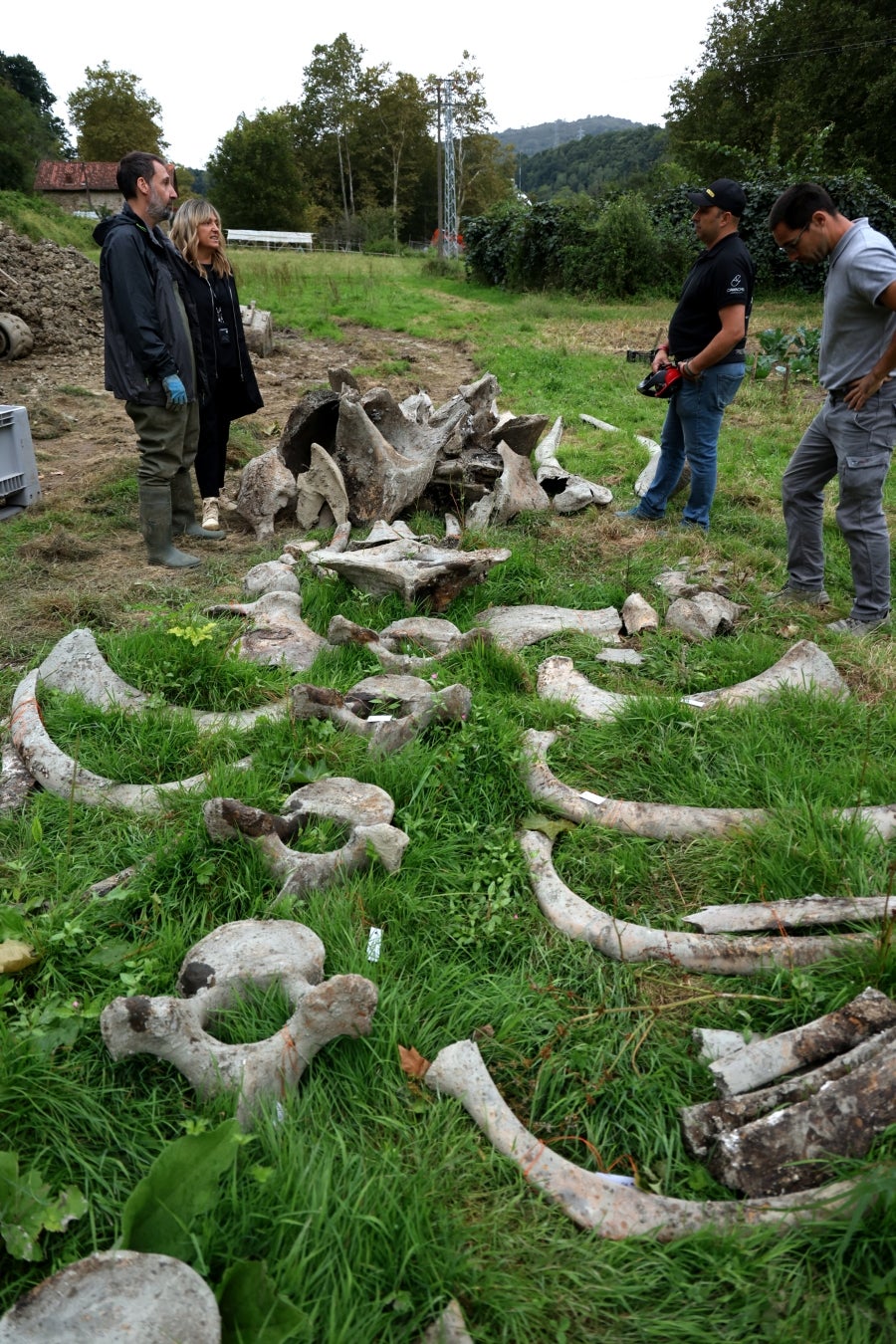 Desentierro del cachalote de Zarautz