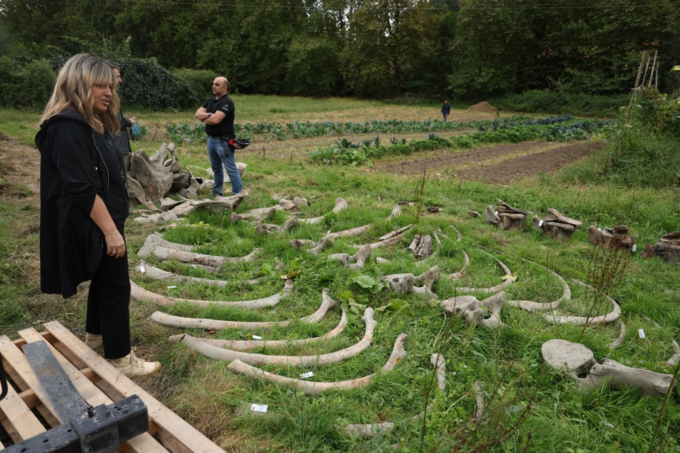 Desentierro del cachalote de Zarautz