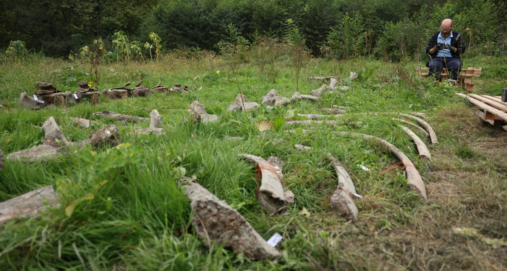 Desentierro del cachalote de Zarautz