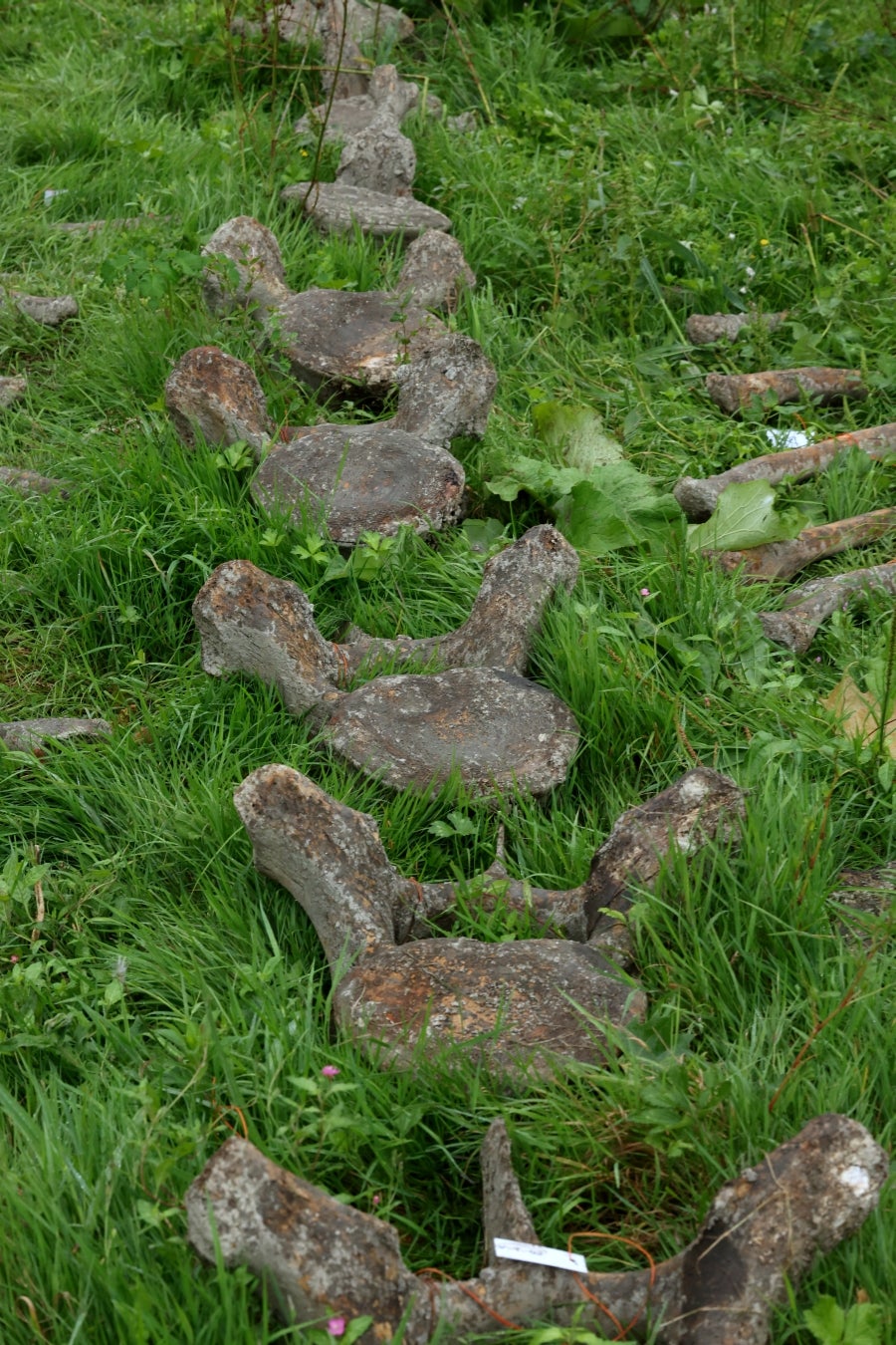 Desentierro del cachalote de Zarautz