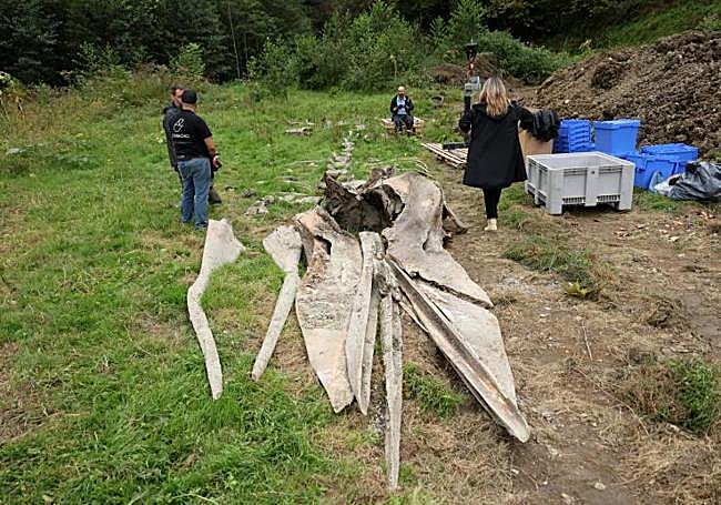 El esqueleto del cachalote, con la cabeza en un primer plano, este jueves tras ser desenterrado