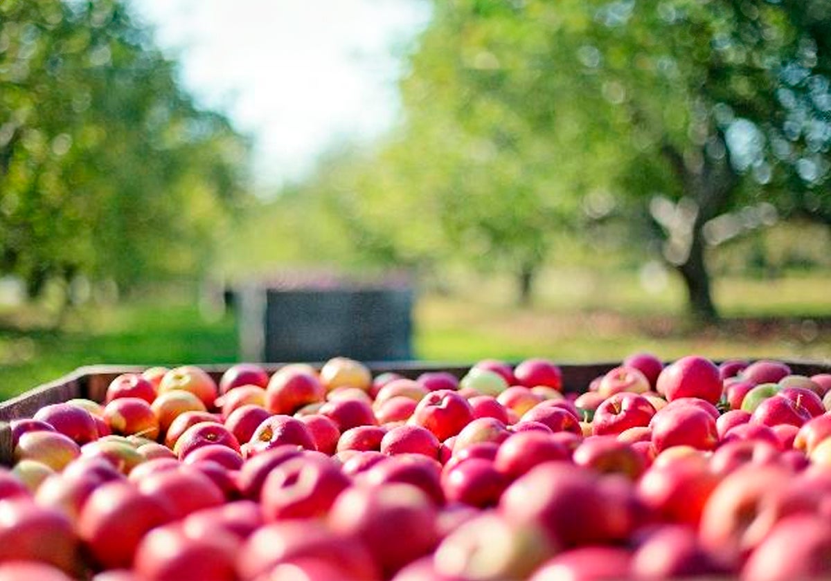 Manzanas recién recogidas de un campo de manzanos.