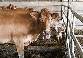 Síntomas de la enfermedad en un animal.