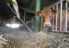 Una de las vacas de la explotación ganadera de Valentín Gabilondo.
