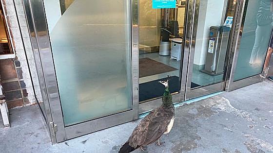 Los pavos reales visitan las urgencias del Hospital