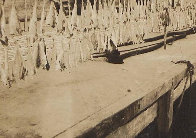 Secadero de bacalao de la PYSBE en Pasaia hacia 1930.
