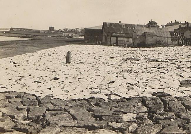 Sequería de bacalao en Islandia, hacia 1930.