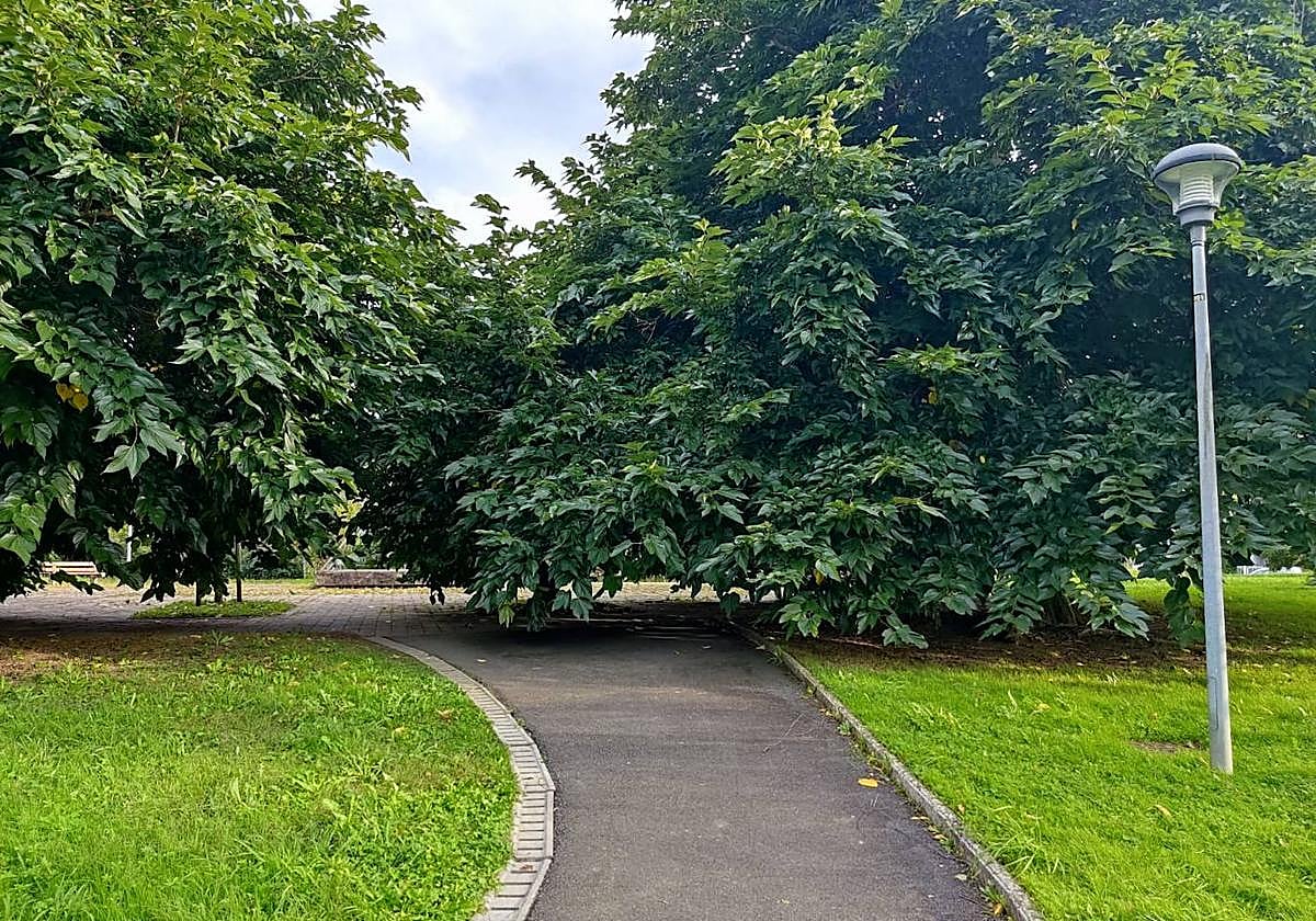 La lectora L. Otamendi señala que «los árboles del parque de Berio necesitan una buena poda. Han crecido tanto que obstaculizan el camino y es imposible cruzar salvo que pases casi de cuclillas. Es peligroso también para los niños que andan por allí con bicis y patinetes y se exponen a posibles golpes».