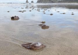 Las medusas en la playa de Hendaia.
