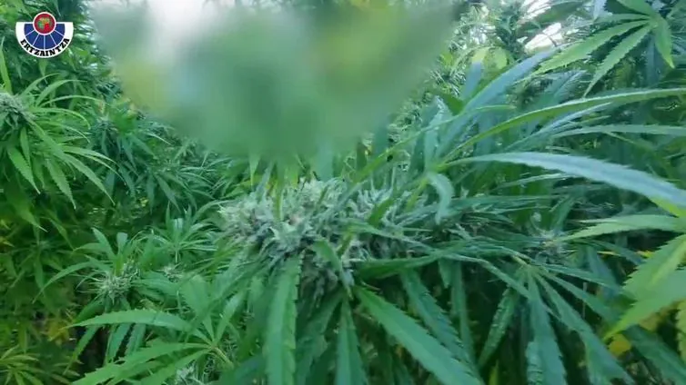 La Ertzaintza detiene a tres hombres y decomisa en una parcela de Irun plantas de marihuana de 3 metros de altura