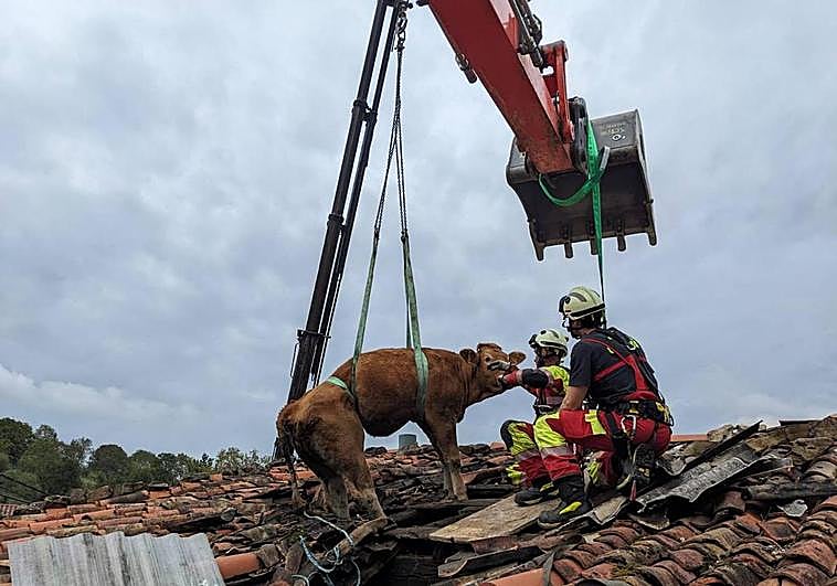 Momento del rescate de una de las vacas.