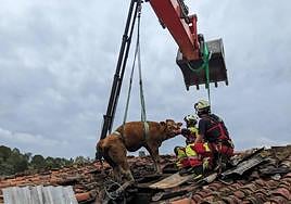 Momento del rescate de una de las vacas.