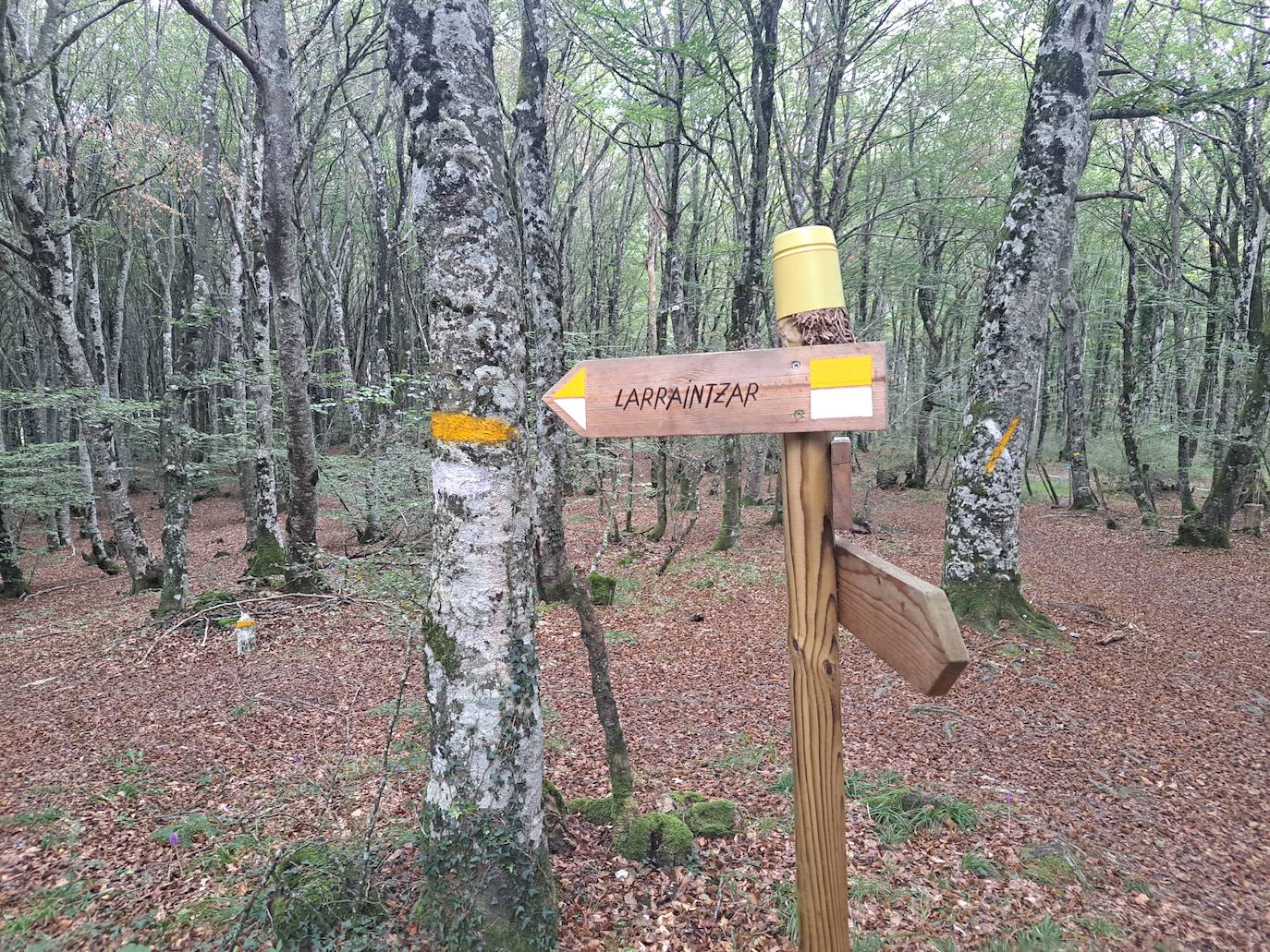 Arraldegaña, una cima oculta por robles centenarios en Navarra