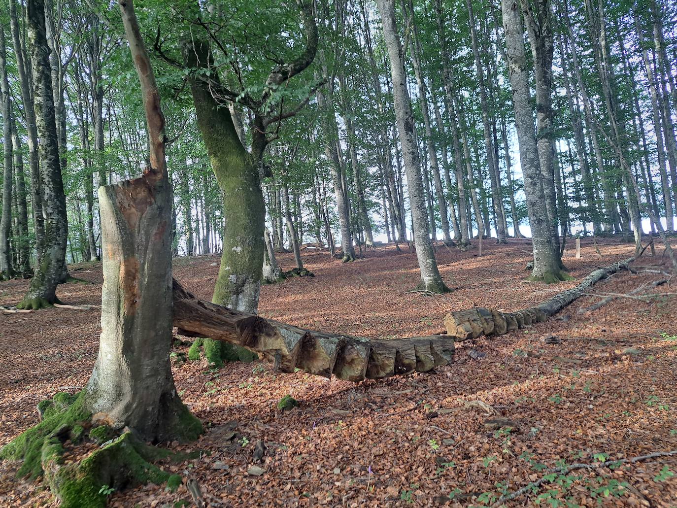 Arraldegaña, una cima oculta por robles centenarios en Navarra
