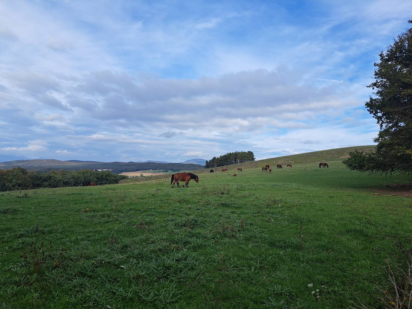Arraldegaña, una cima oculta por robles centenarios en Navarra