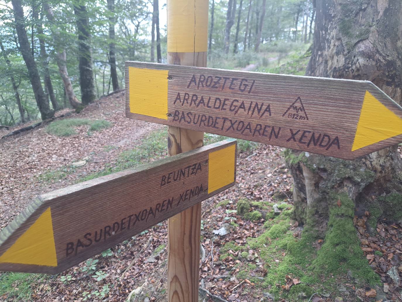 Arraldegaña, una cima oculta por robles centenarios en Navarra