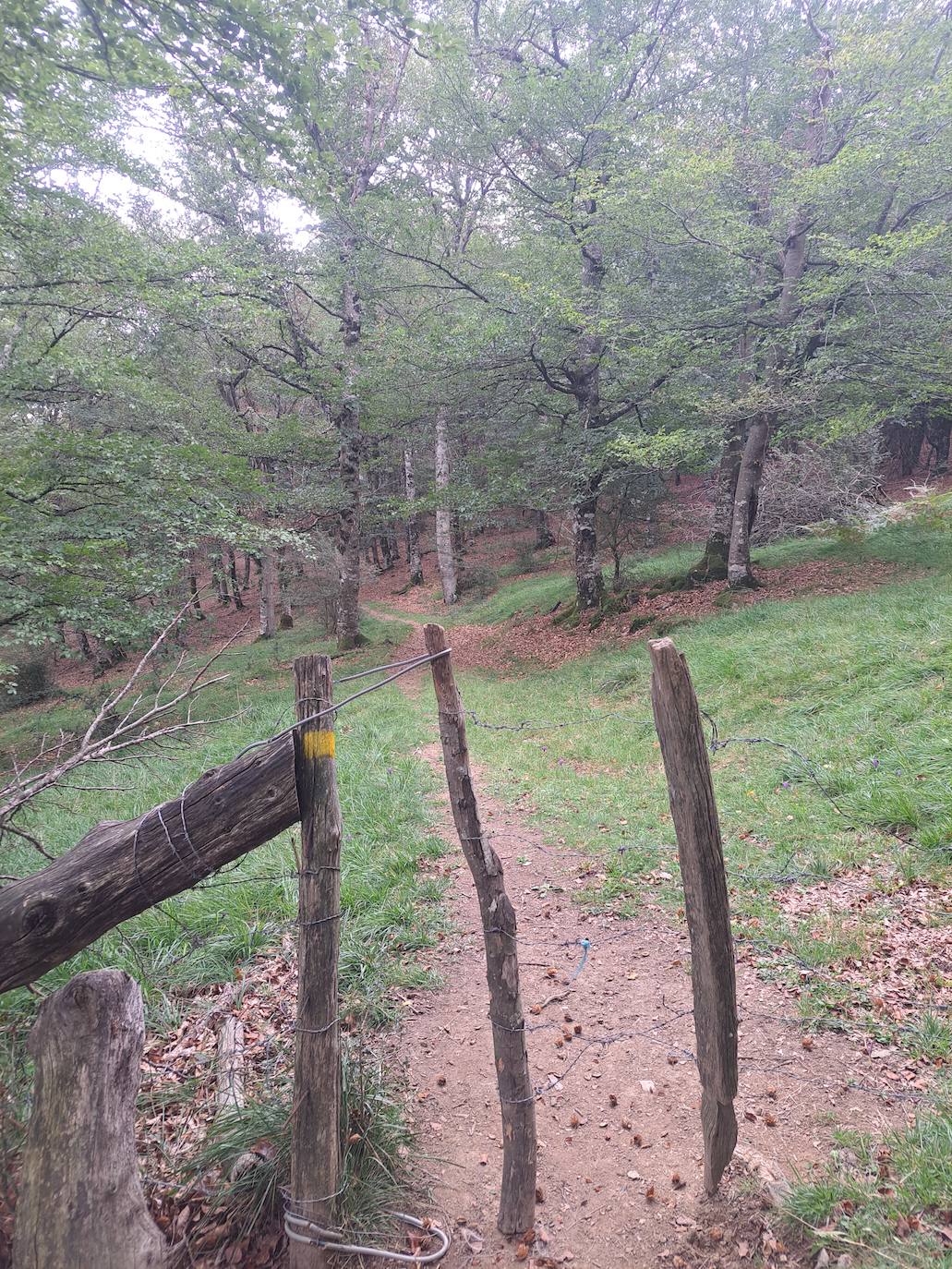 Arraldegaña, una cima oculta por robles centenarios en Navarra