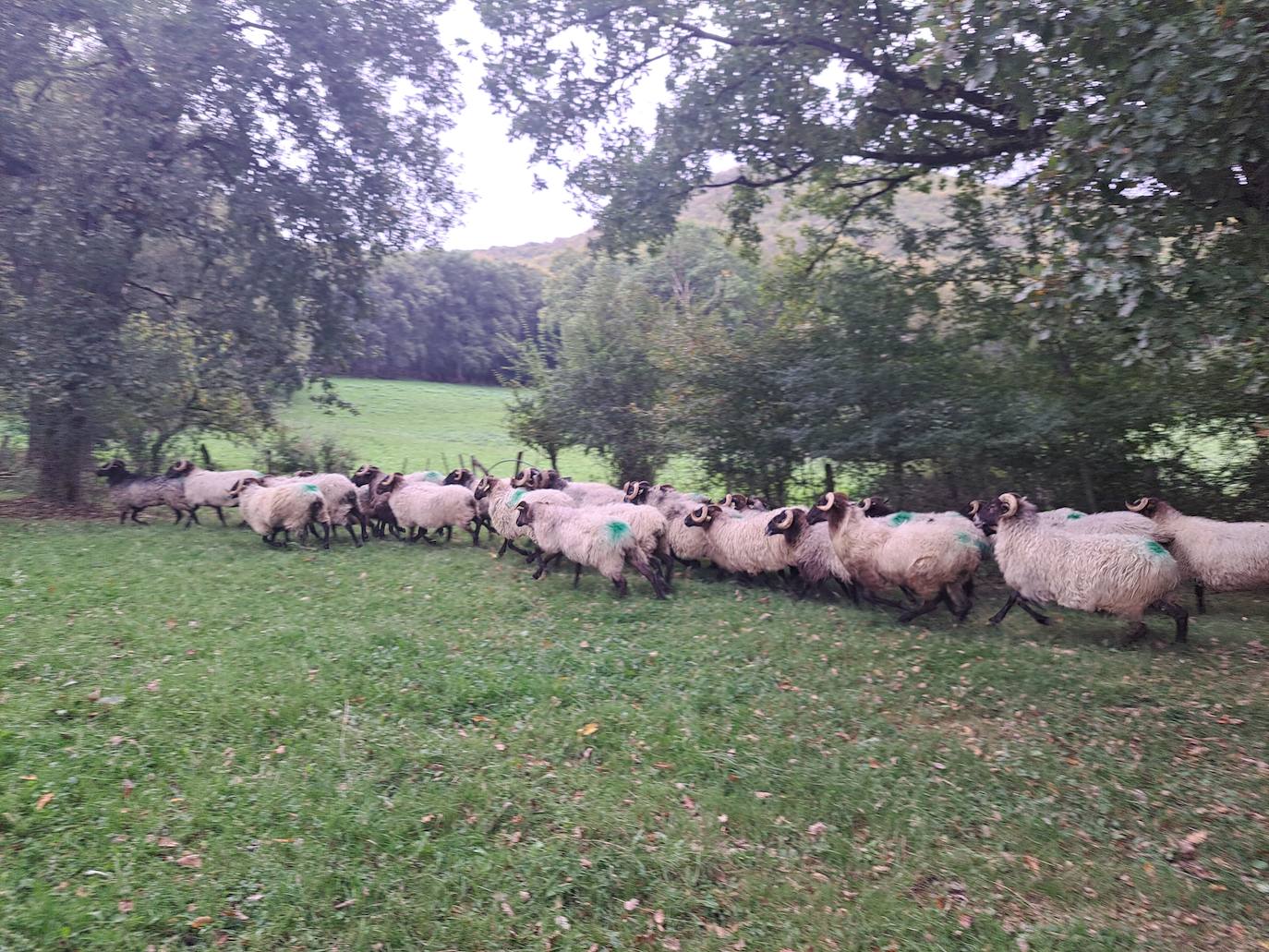 Arraldegaña, una cima oculta por robles centenarios en Navarra
