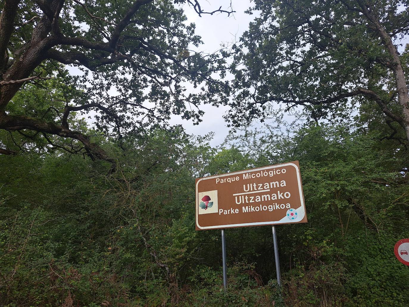 Arraldegaña, una cima oculta por robles centenarios en Navarra