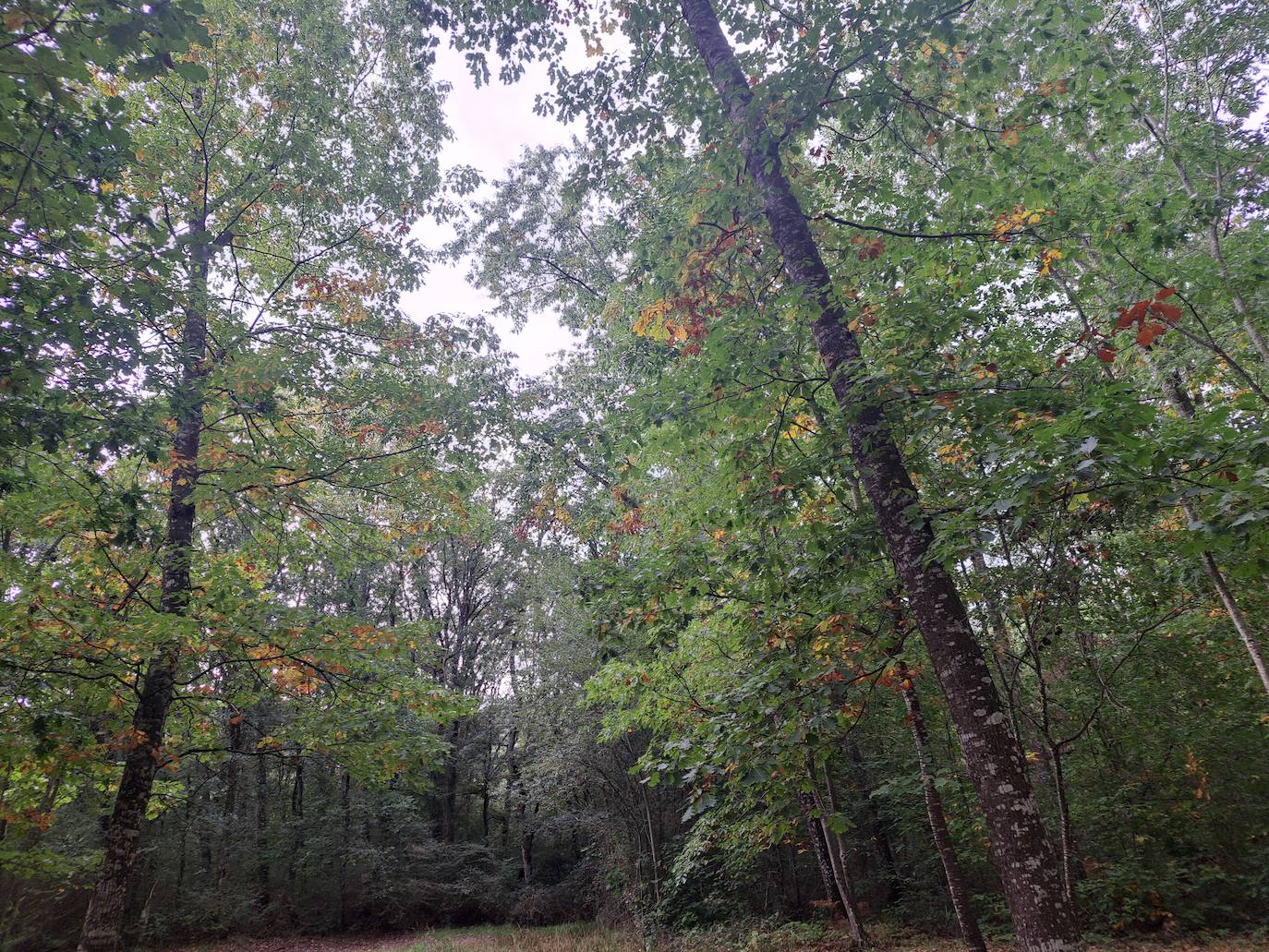 Arraldegaña, una cima oculta por robles centenarios en Navarra
