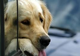 Dejar una mascota sola en el coche acarreará multas