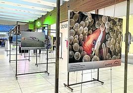 La exposición se puede disfrutar hasta el domingo 26.