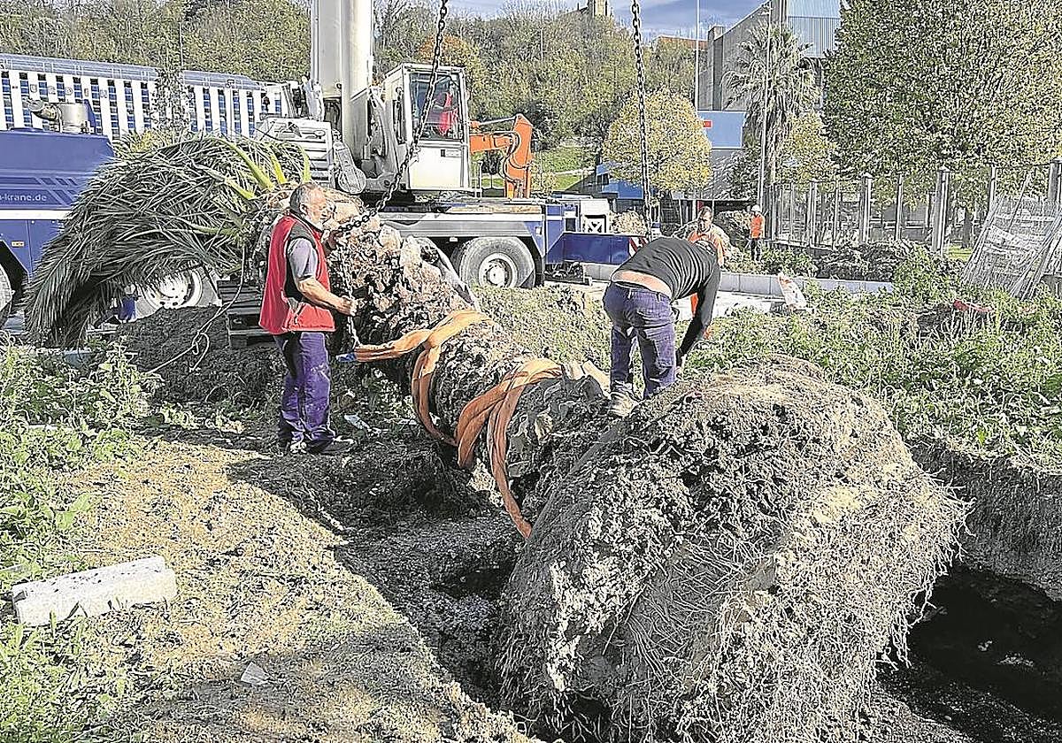 Las palmeras que había en la plaza Lapurdi de Gros y que fueron retiradas por las obras del colector de saneamiento de Zurriola han sido trasplantadas en diferentes puntos de la ciudad. Ocho de los ejemplares crecerán tras el estadio de Anoeta y el noveno se encuentra ya en el entorno del viaducto de Iztueta.