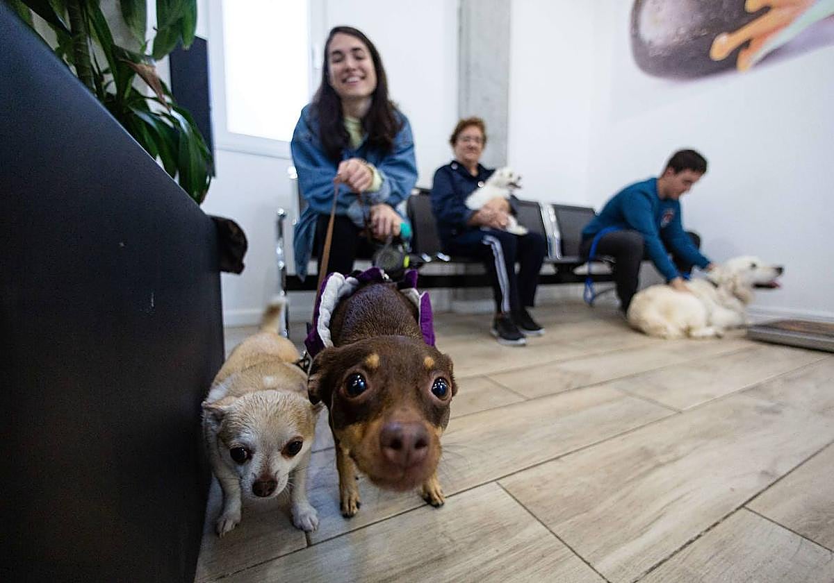 Las clínicas veterinarias expedirán ya la receta electrónica para los medicamentos de las mascotas.