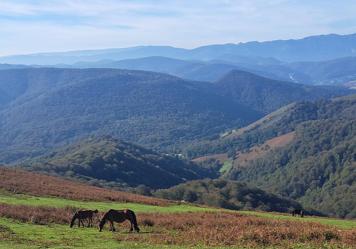 Una yegua pasata tranquilamente junto a su potro muy cerca dela cimad e Urepel, desde la que las vistas son preciosas.