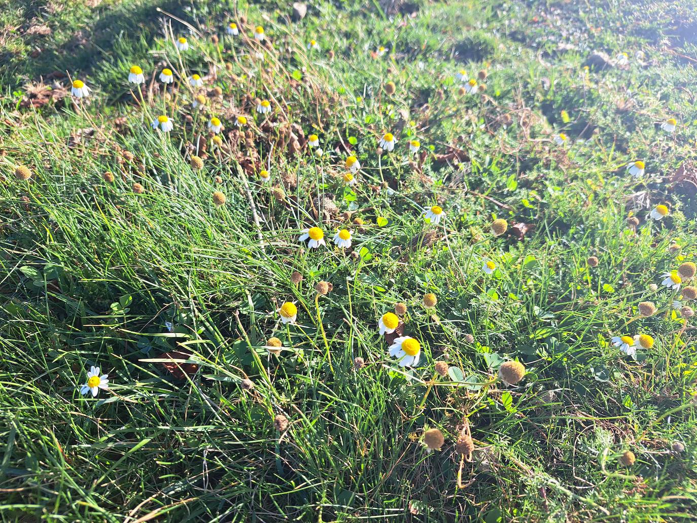 Urepel, el monte silencioso