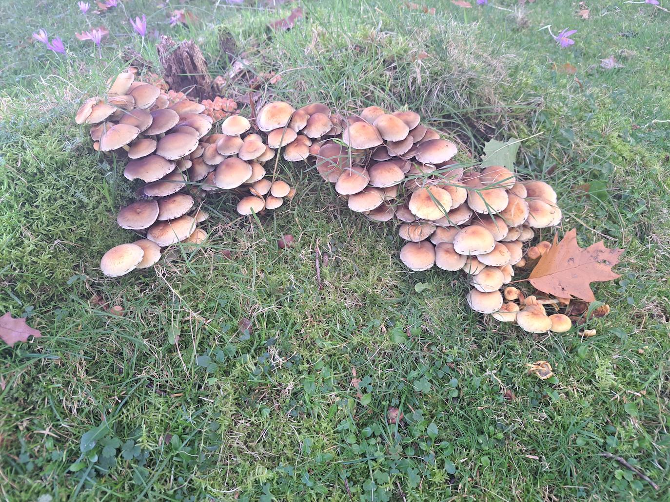 Urepel, el monte silencioso